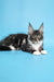 Adorable Lying Maine Coon kitten named Denis, perfect for pet lovers and cuddles