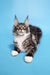 Adorable Maine Coon kitten named Denis with fluffy fur and charming white paws