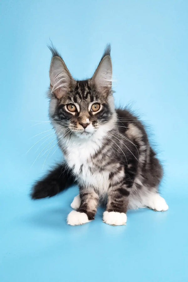 Adorable Maine Coon kitten named Denis with cute white paws ready for a new home