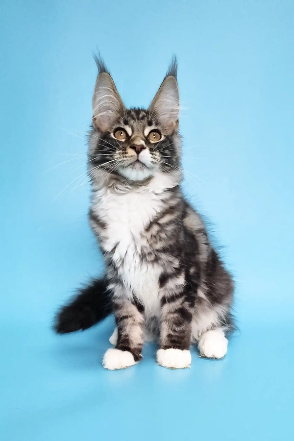 Cute Maine Coon kitten with tufted ears, perfect for your Denis collection