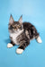 Maine Coon kitten with cute white paws from the Denis collection