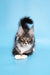 Gray and white Maine Coon kitten named Denis looks adorable and playful