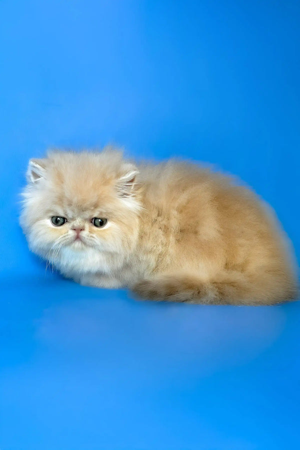 Denis | persian kitten