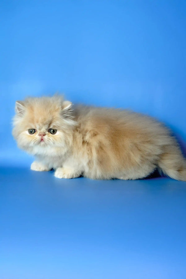 Denis | persian kitten