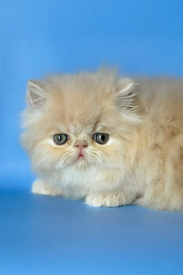 Denis | persian kitten