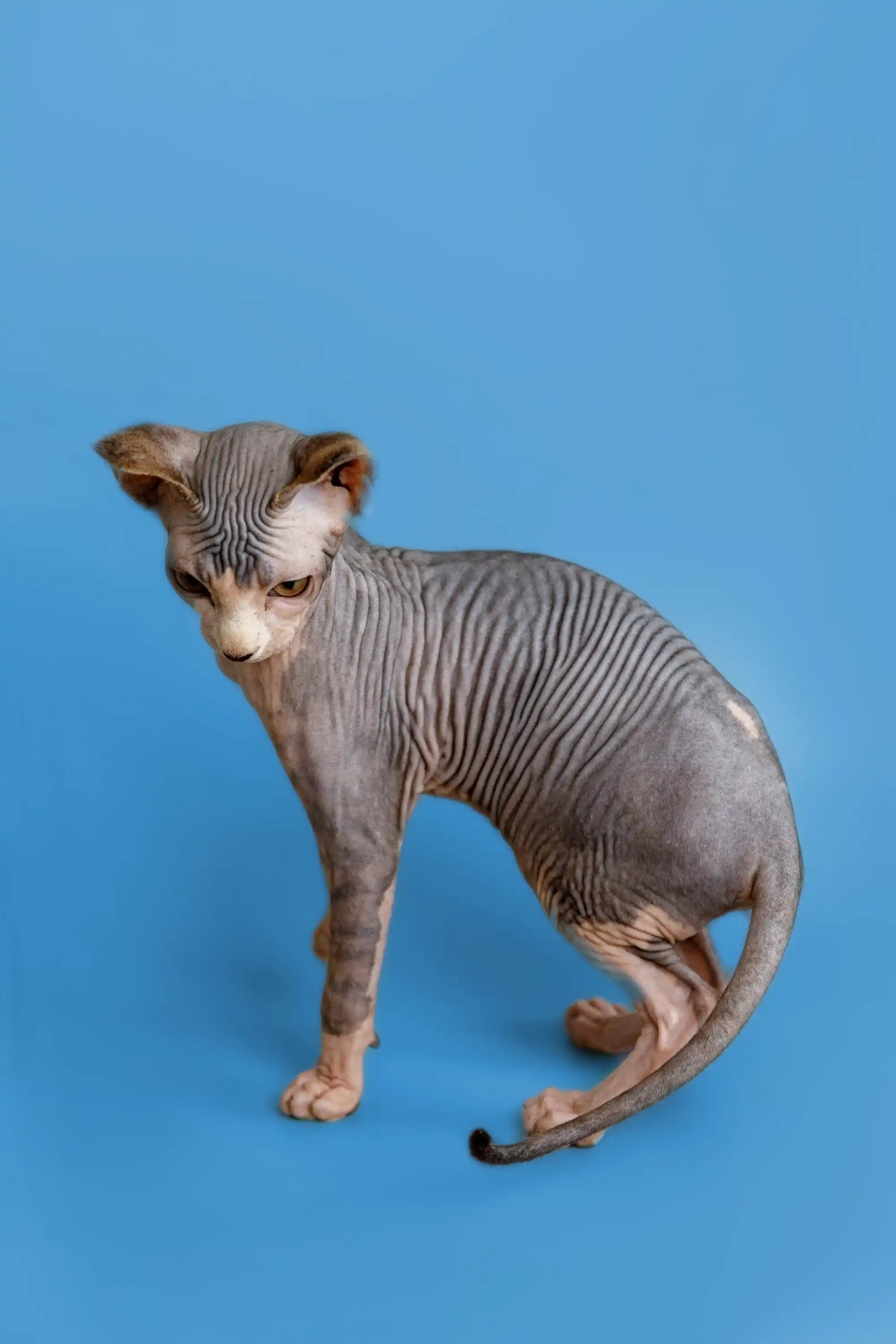 Hairless Sphynx Cats & Kittens for Sale Denny | Kitten