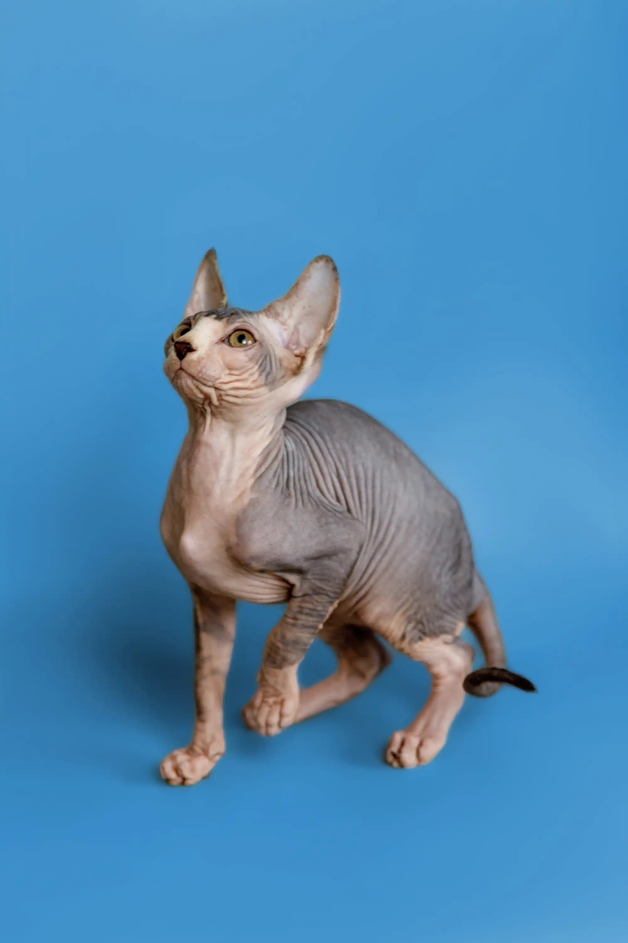 Sphynx Cats and Kittens for Sale Denny | Kitten