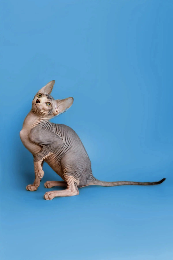 Hairless Sphynx kitten with wrinkled skin, ready to be a wonderful companion