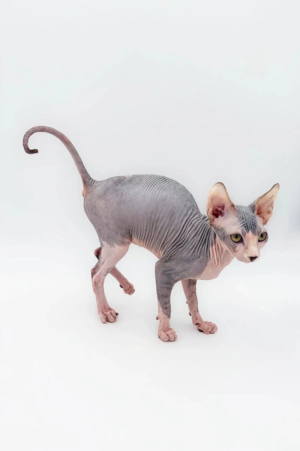 Adorable Hairless Sphynx kitten with wrinkled gray skin, perfect as a wonderful companion