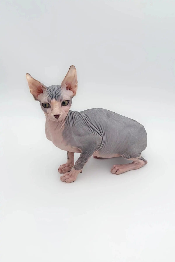 Adorable Hairless Sphynx kitten with big ears, a perfect wonderful companion