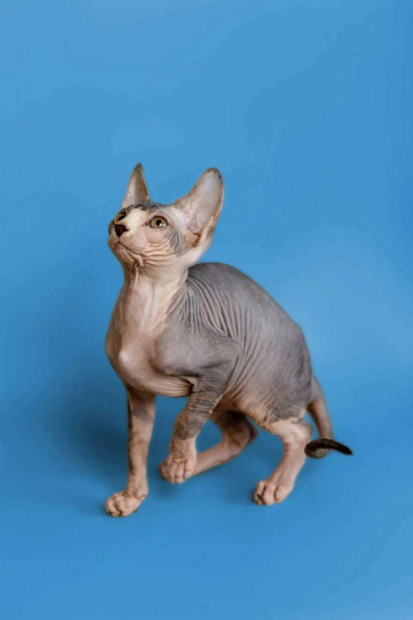 Hairless Sphynx kitten with wrinkled skin and big ears, a wonderful companion