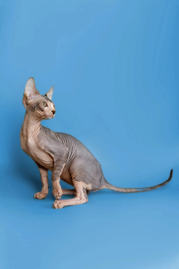 Hairless Sphynx kitten Denny sitting upright, looking alert and ready to be a wonderful companion