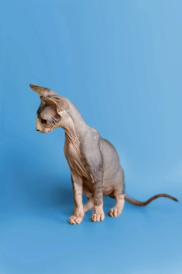 Hairless Sphynx kitten sitting upright, a wonderful companion with alert ears