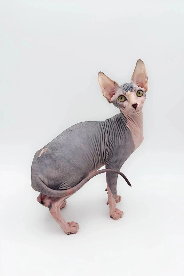 Denny the Sphynx kitten, a wonderful companion with big ears and wrinkled skin
