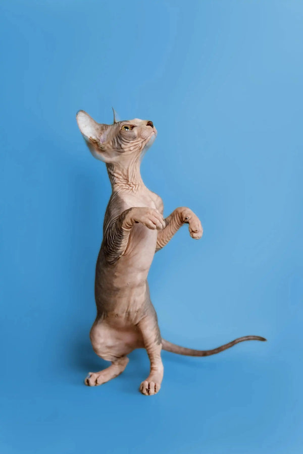 Hairless Sphynx kitten standing on hind legs, a wonderful companion in action