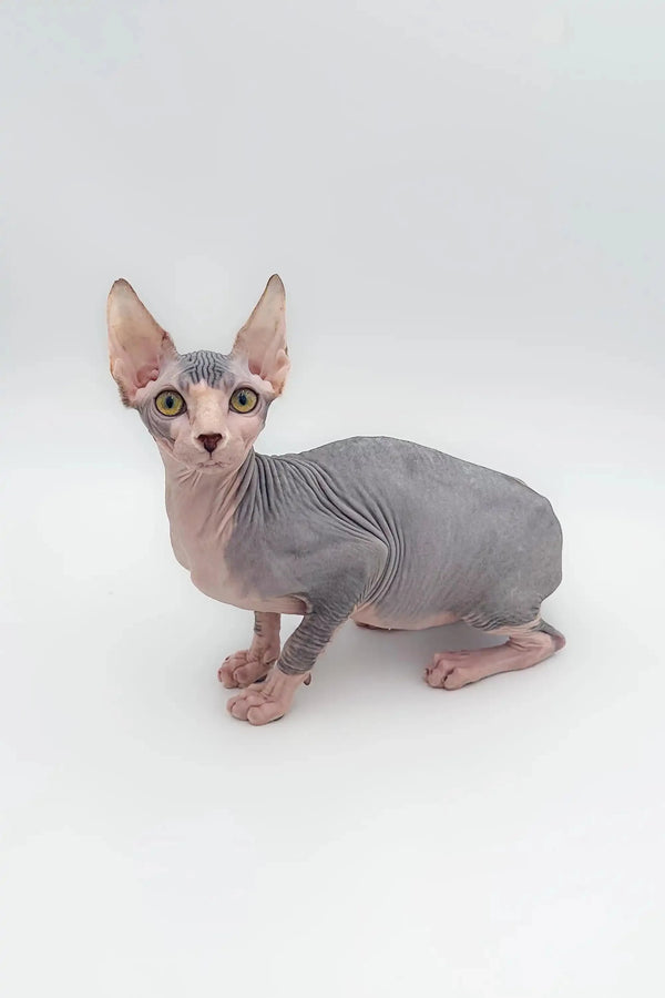 Cute Hairless Sphynx kitten with big ears, perfect as a wonderful companion