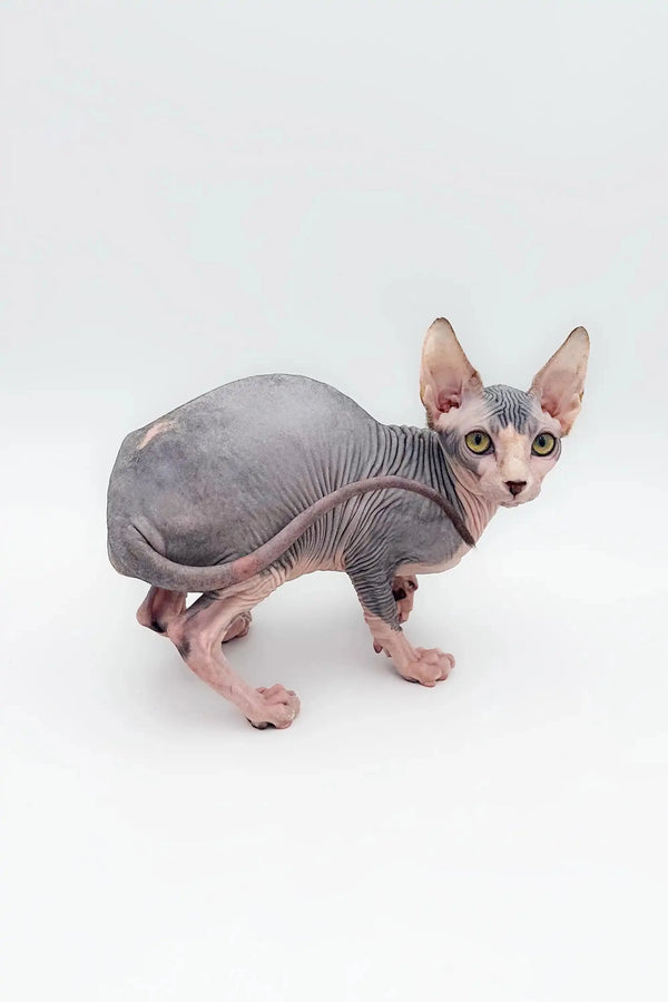 Adorable Hairless Sphynx Kitten with gray skin and big ears, a wonderful companion