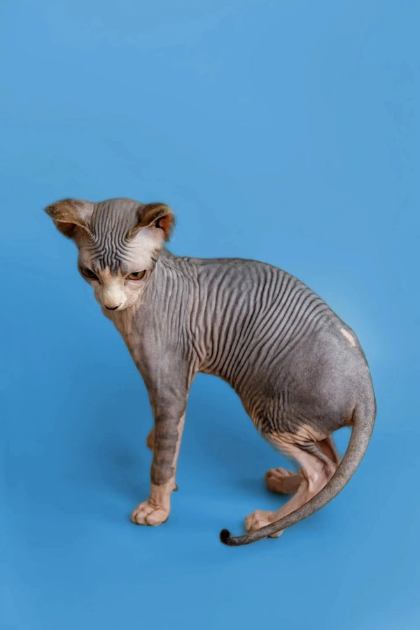 Hairless Sphynx kitten with wrinkled skin, a wonderful companion against a blue backdrop