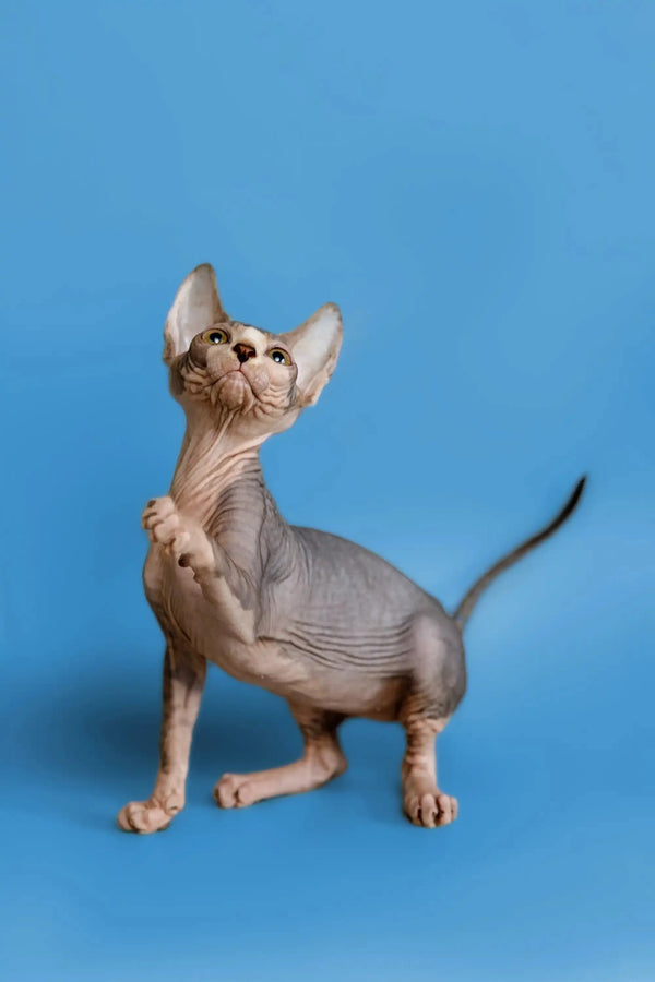 Adorable Hairless Sphynx kitten with wrinkled skin and big ears, a wonderful companion