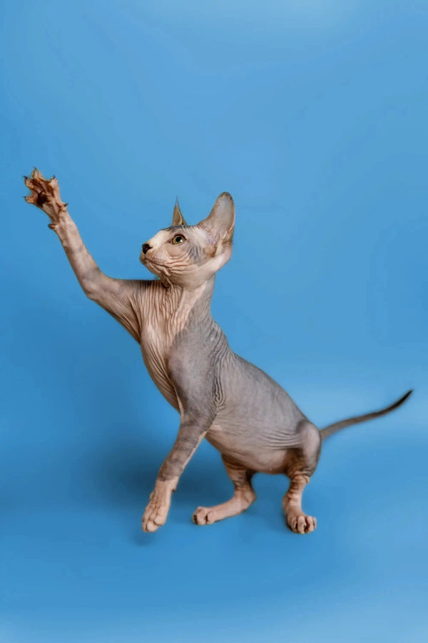Hairless Sphynx kitten stretching up, an adorable and wonderful companion