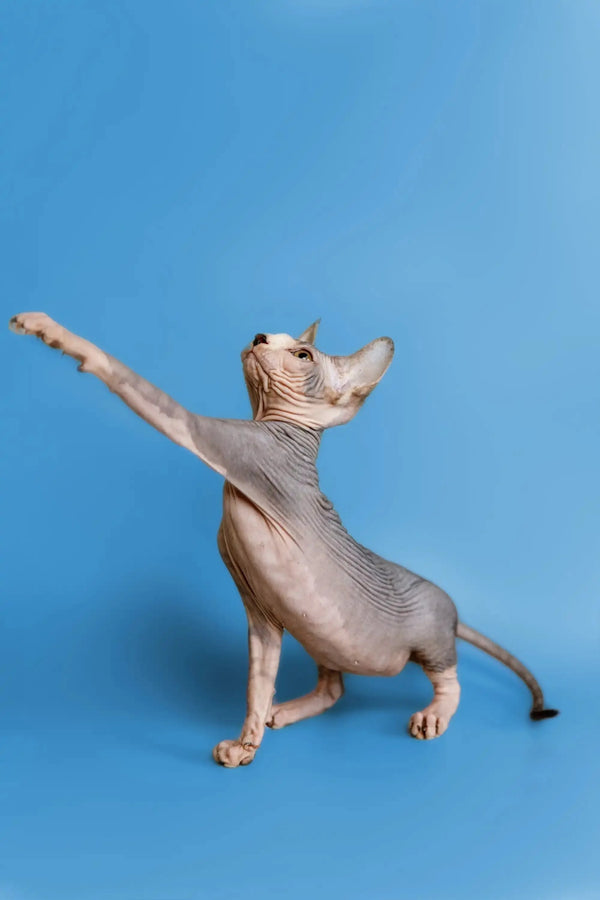 Hairless Sphynx kitten Denny striking a dramatic pose as a wonderful companion