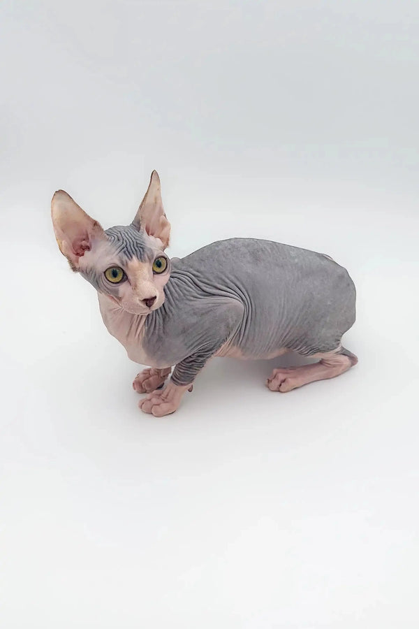 Hairless Sphynx kitten with large ears and wrinkled gray skin, a wonderful companion