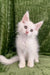 Adorable fluffy white Maine Coon kitten named Denton looking super cute and playful