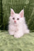 Adorable fluffy white kitten from the Denton Maine Coon Kitten collection