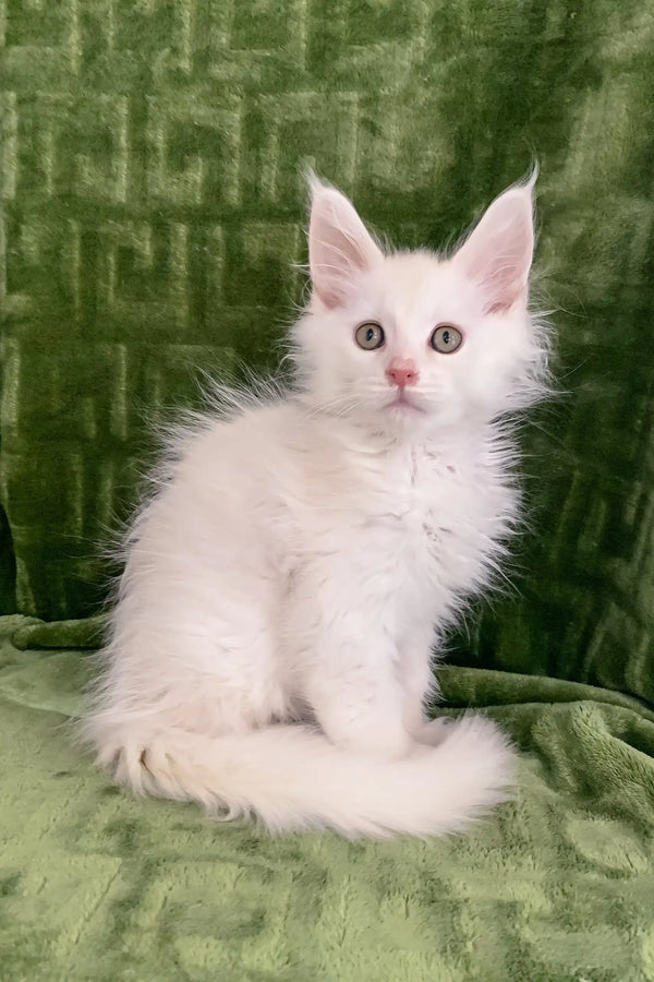 Fluffy white kitten from Denton, the adorable Maine Coon breed ready for cuddles