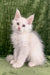 Fluffy white kitten in Denton Maine Coon Kitten product, super cute and cuddly!