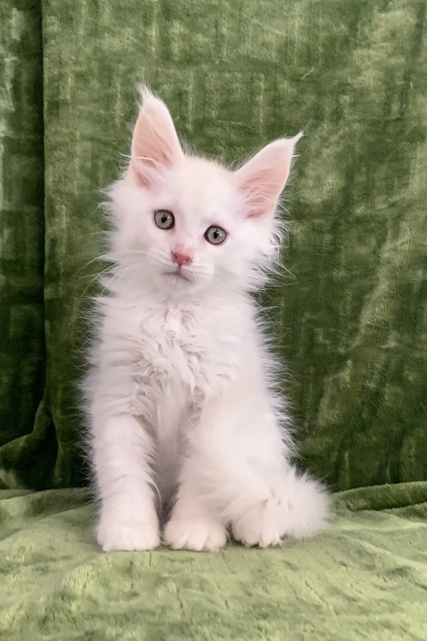 Fluffy white kitten from Denton, the adorable Maine Coon Kitten collection