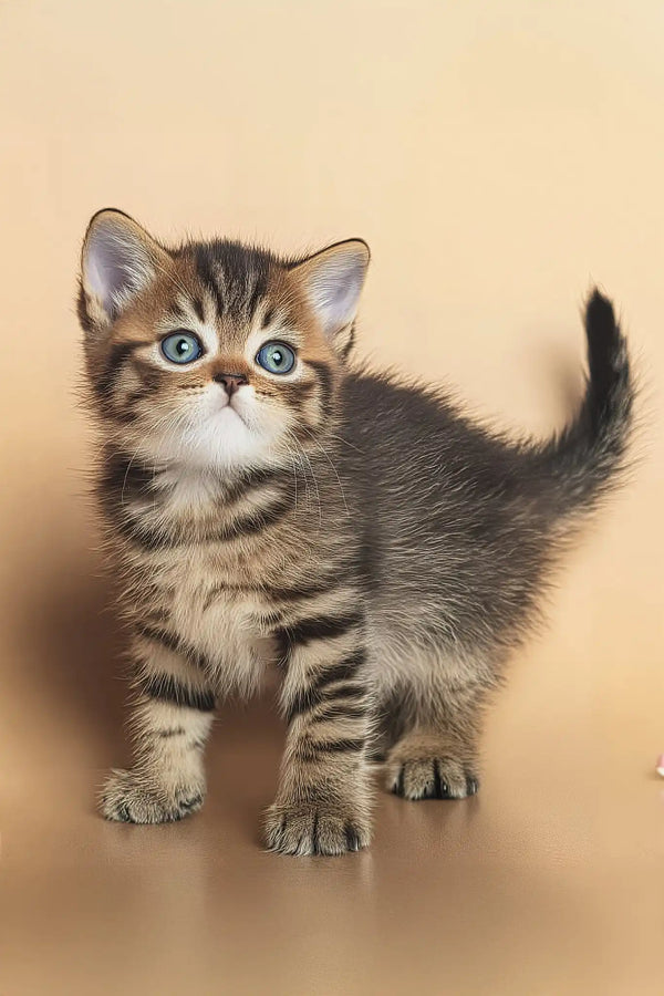 Deny | british shorthair kitten