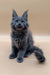 Adorable Gray Maine Coon Kitten with fluffy coat and ear tufts from Deny collection