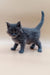 Gray fluffy Maine Coon kitten with bright eyes and an upright tail