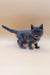 Gray Maine Coon kitten with blue eyes standing on a plain surface