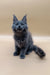 Gray Maine Coon kitten with fluffy coat and ear tufts, perfect for cat lovers everywhere