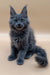 Gray Maine Coon kitten with fluffy tail and ear tufts for Deny Maine Coon Kitten