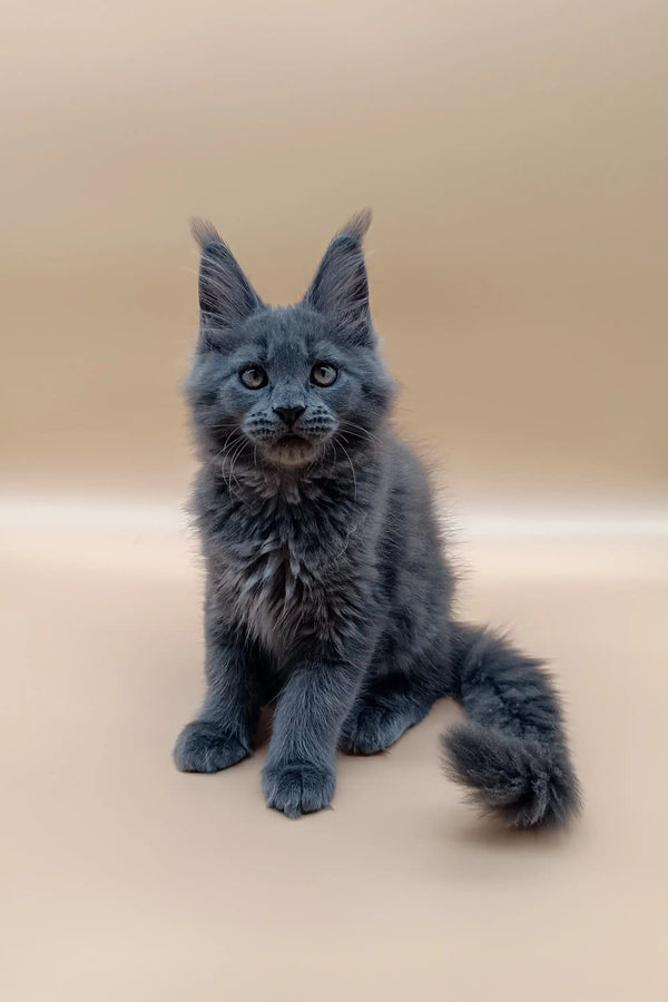 Gray Maine Coon kitten with ear tufts and fluffy coat from Deny Maine Coon Kitten collection