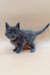 Gray fluffy Maine Coon kitten with bright blue eyes, perfect for your next pet