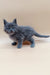 Gray fluffy Maine Coon kitten with blue eyes on a plain surface