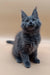 Gray Maine Coon kitten with fluffy coat and ear tufts from Deny Maine Coon Kitten