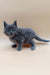 Gray fluffy Maine Coon kitten standing cutely on a plain surface