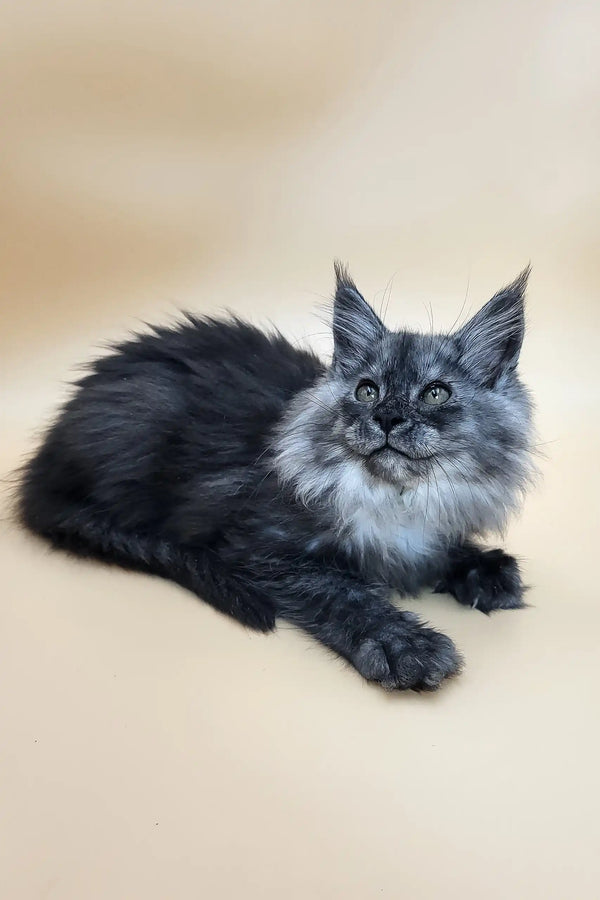 Derby | maine coon kitten