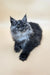 Derby | maine coon kitten