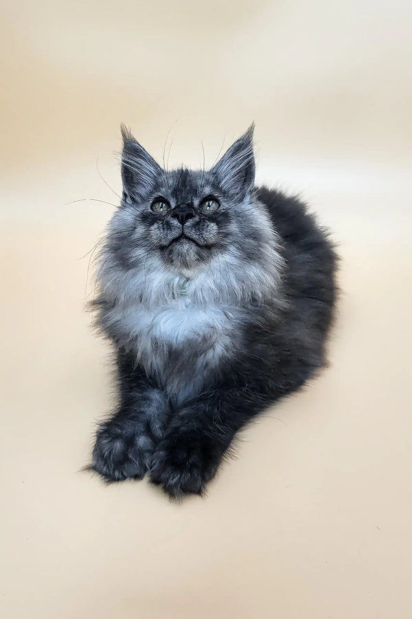 Derby | maine coon kitten