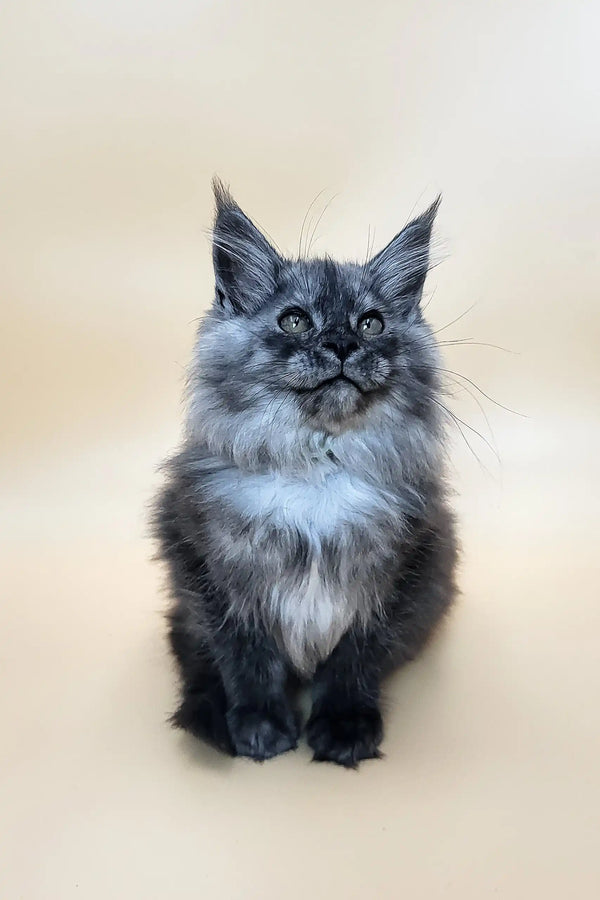 Derby | maine coon kitten