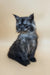 Derby | maine coon kitten