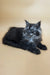 Derby | maine coon kitten