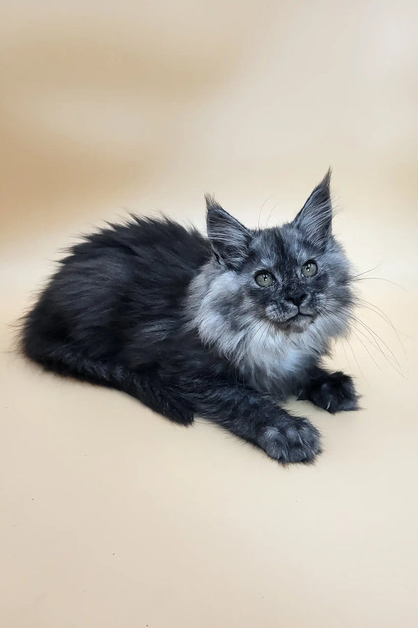 Derby | maine coon kitten