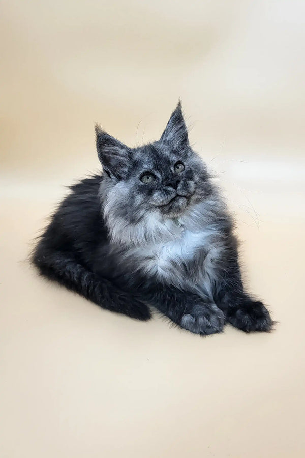 Derby | maine coon kitten